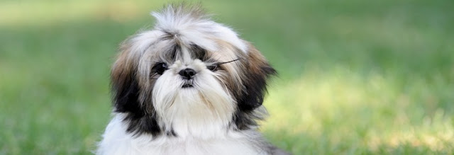 Qual a frequência que devo tosar meu shih tzu?