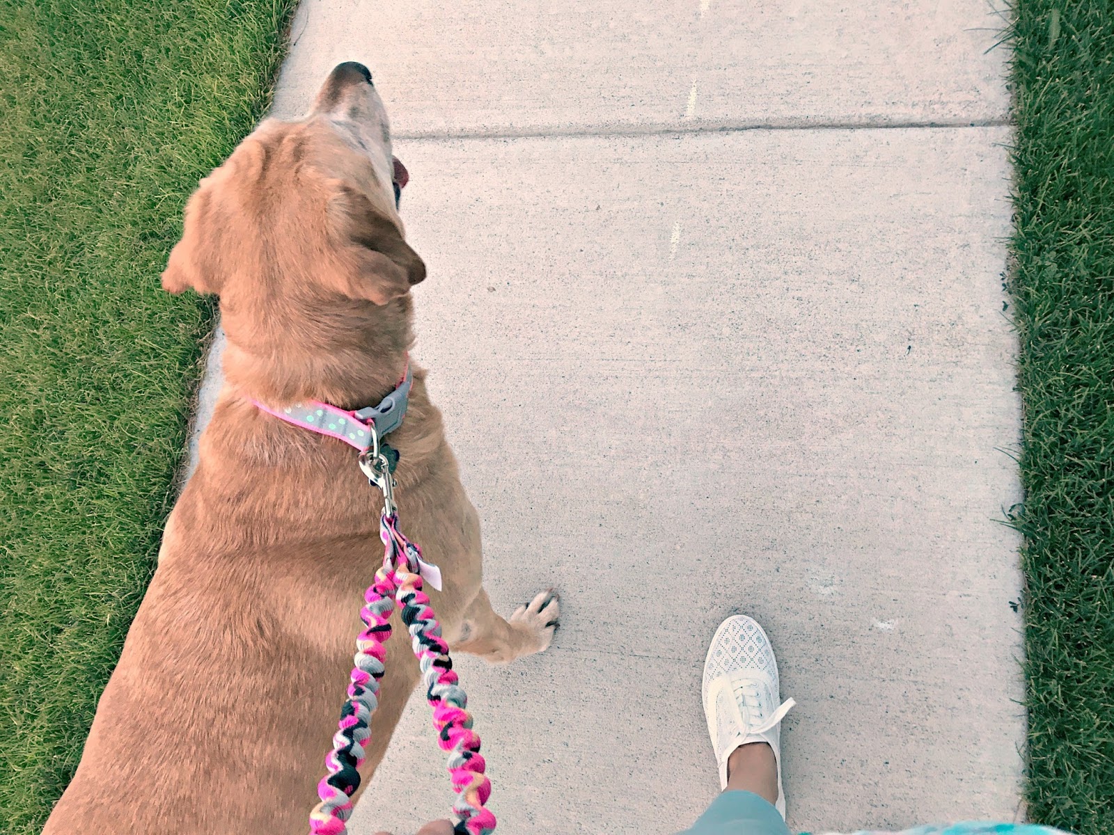 How To Teach Dog Not To Pull On Walk How To Teach Dog Not To Pull On Walk
