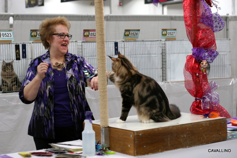 Cavallino 猫 ねこ ネコ 15