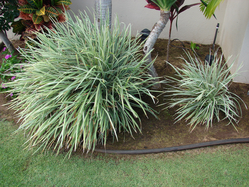 Earth and Space News: Creeping Monkey Grass Gardens in Chinese Monkey ...