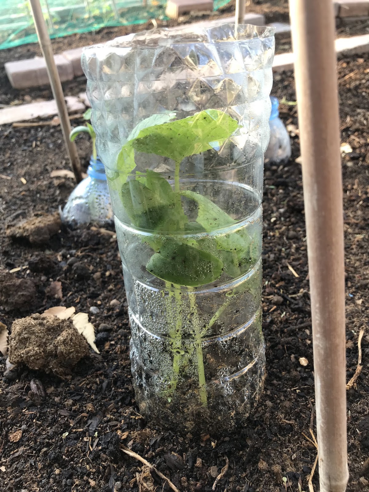 My Little Garden in Dubai How to protect seedlings from birds