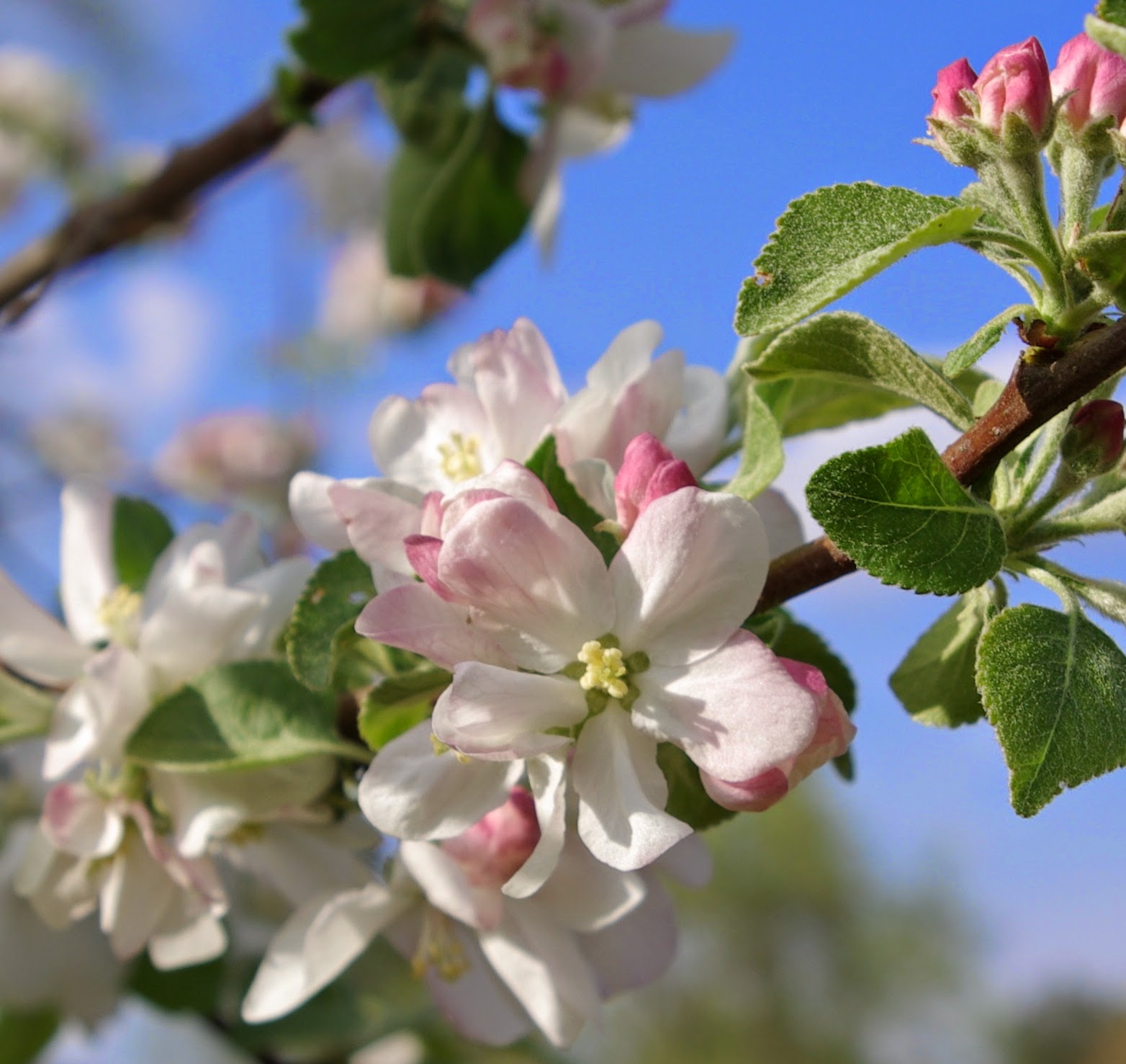 sweetbay Apple Tree Blossoms
