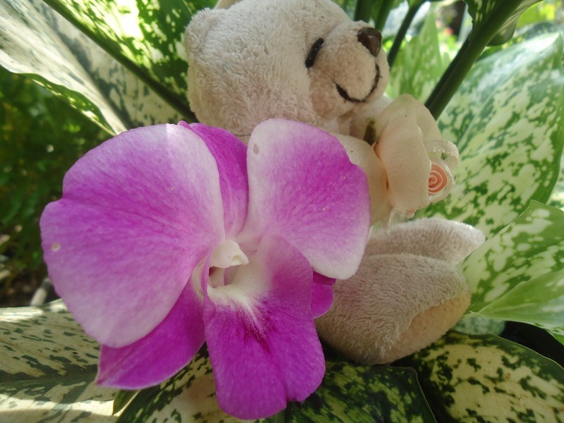 Bunga Anggrek Dendrobium Ungu dan Panda Tidur Rumah Daun Bunga Anggrek Dendrobium Ungu dan Panda Tidur Rumah Daun
