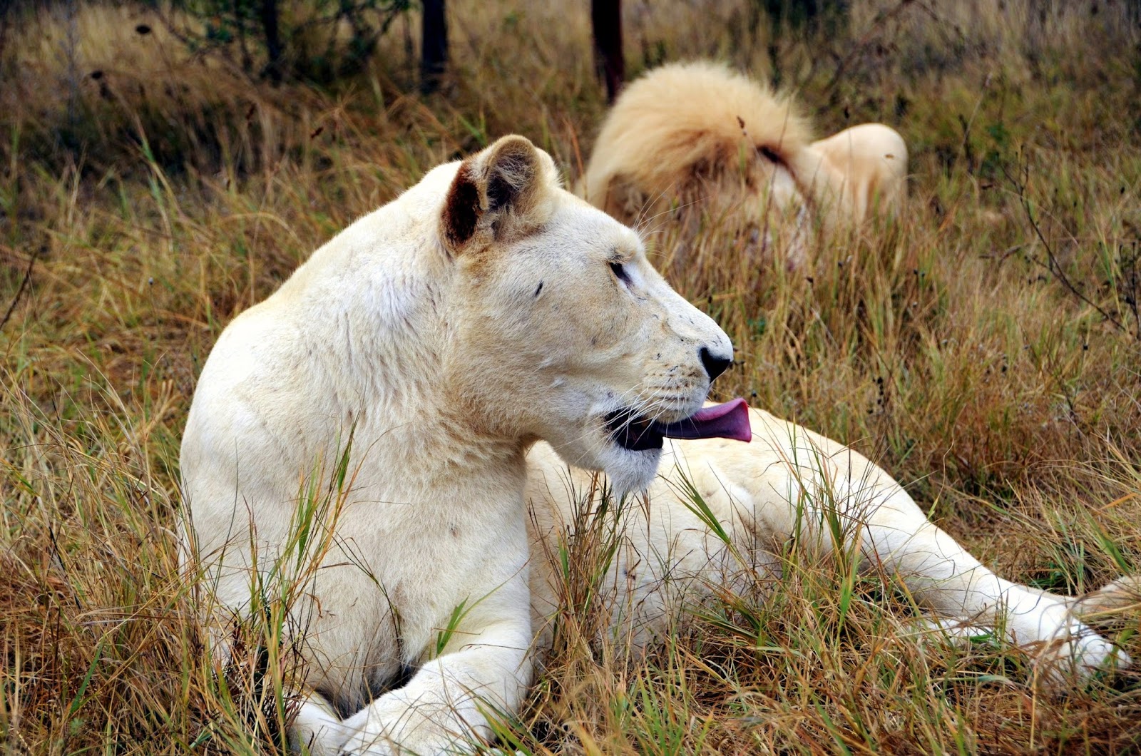белый лев минск