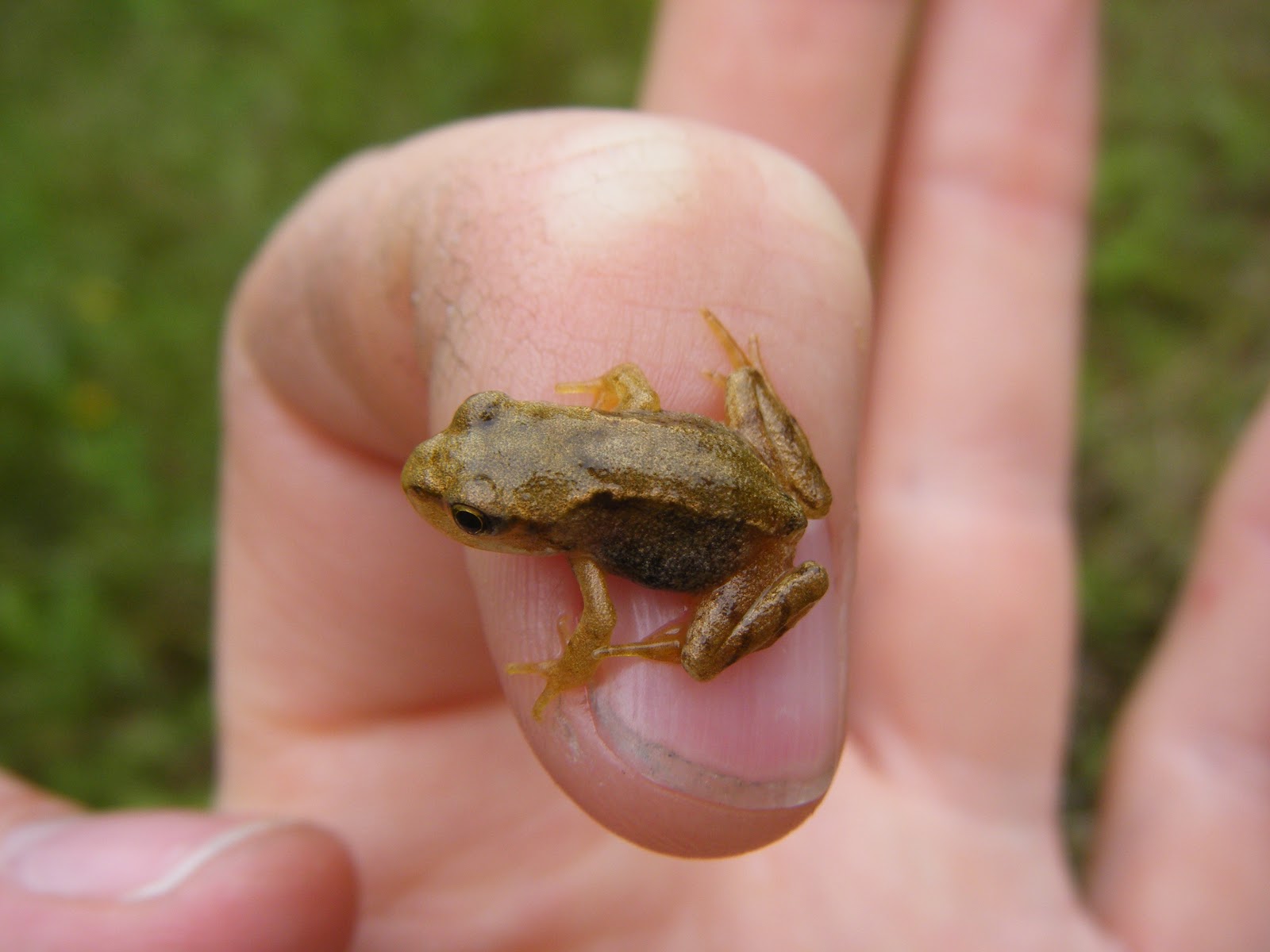 21stcenturynaturalist: Frogs Alive!