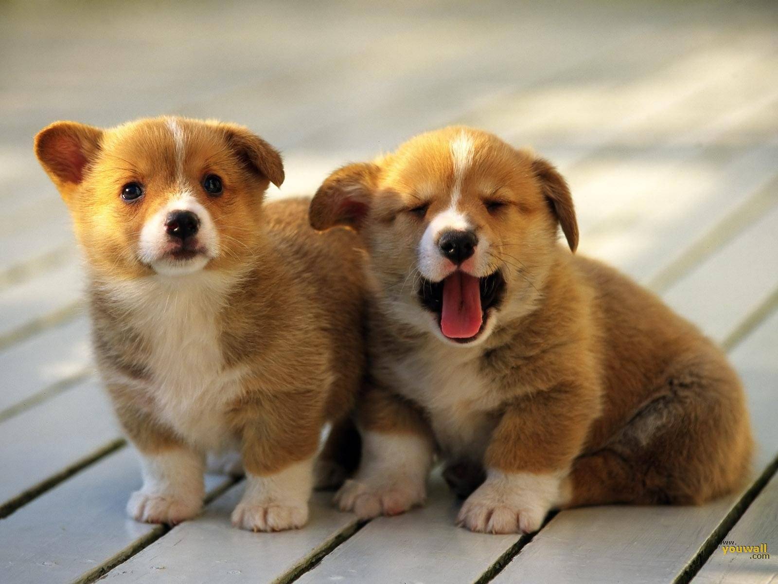 Sevimli Tatlı Köpek Fotoğrafları HD ) GamTeli