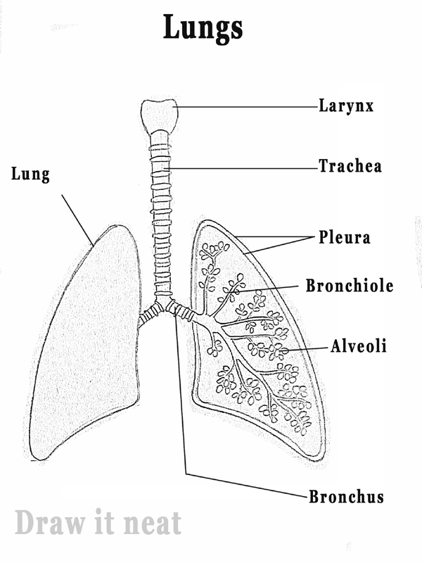 DRAW IT NEAT : How to draw Lungs diagram