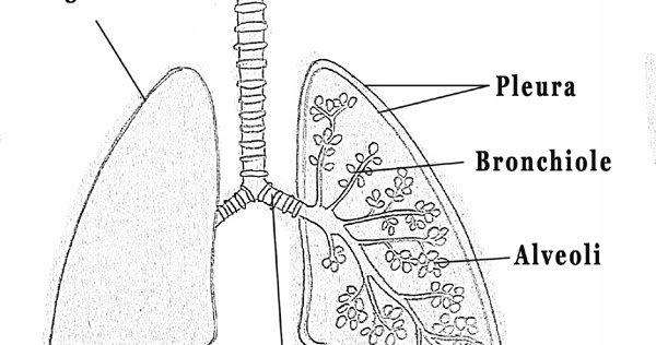 Draw It Neat How To Draw Lungs Diagram