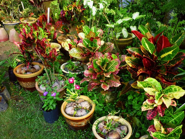 Keistimewaan Pokok Puding MyRokan Keistimewaan Pokok Puding MyRokan