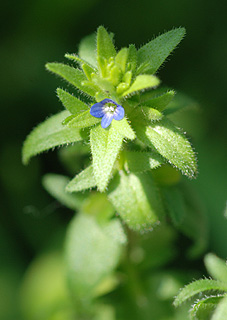 タチイヌノフグリ