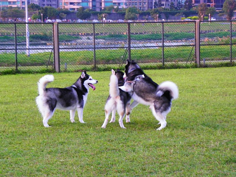 Are Huskies Banned In India