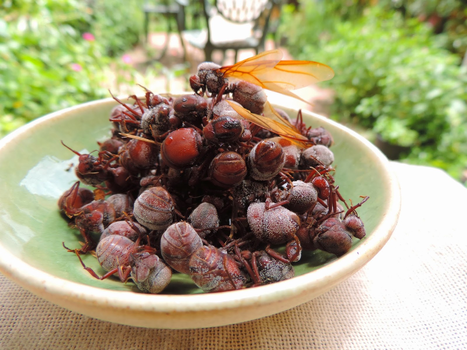 comese É tempo de revoada de