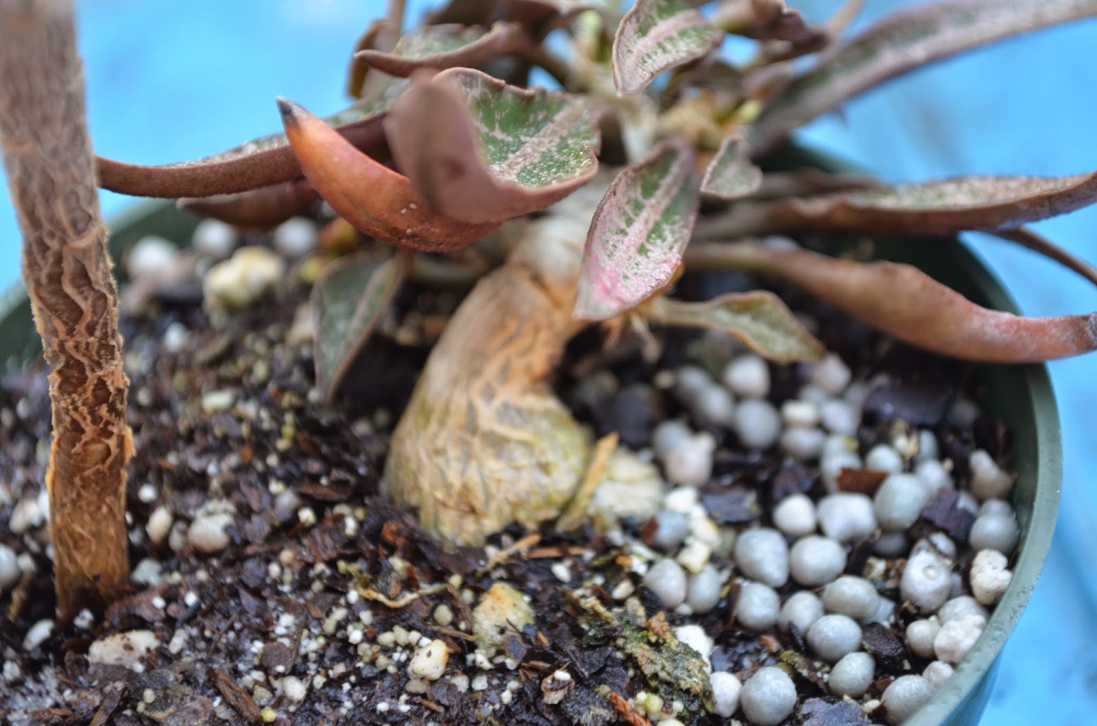 Succulent Bromeliads and others Tropiflora's 15th Spring Festival