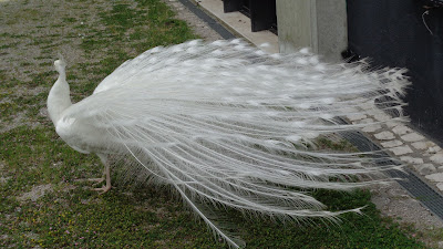 Pavão branco no Museu da cidade de Lisboa
