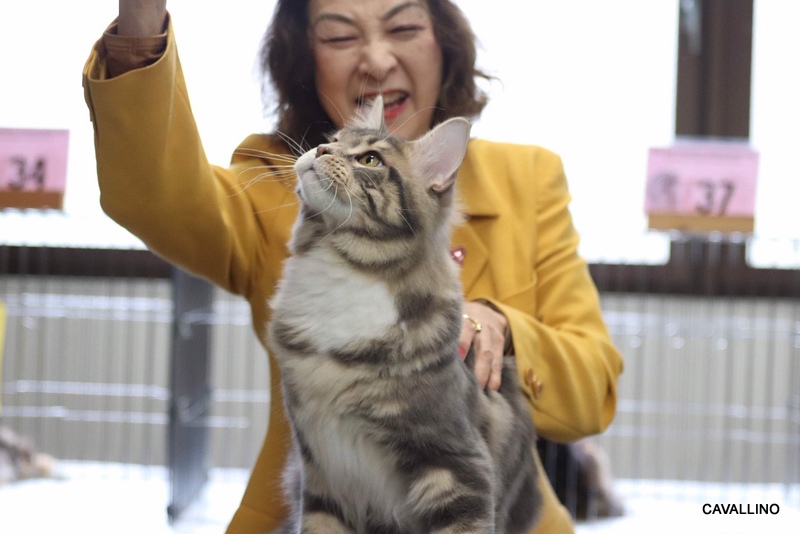 Cavallino 猫 ねこ ネコ ワンショーグランドチャンピオン達成 ラピスの場合