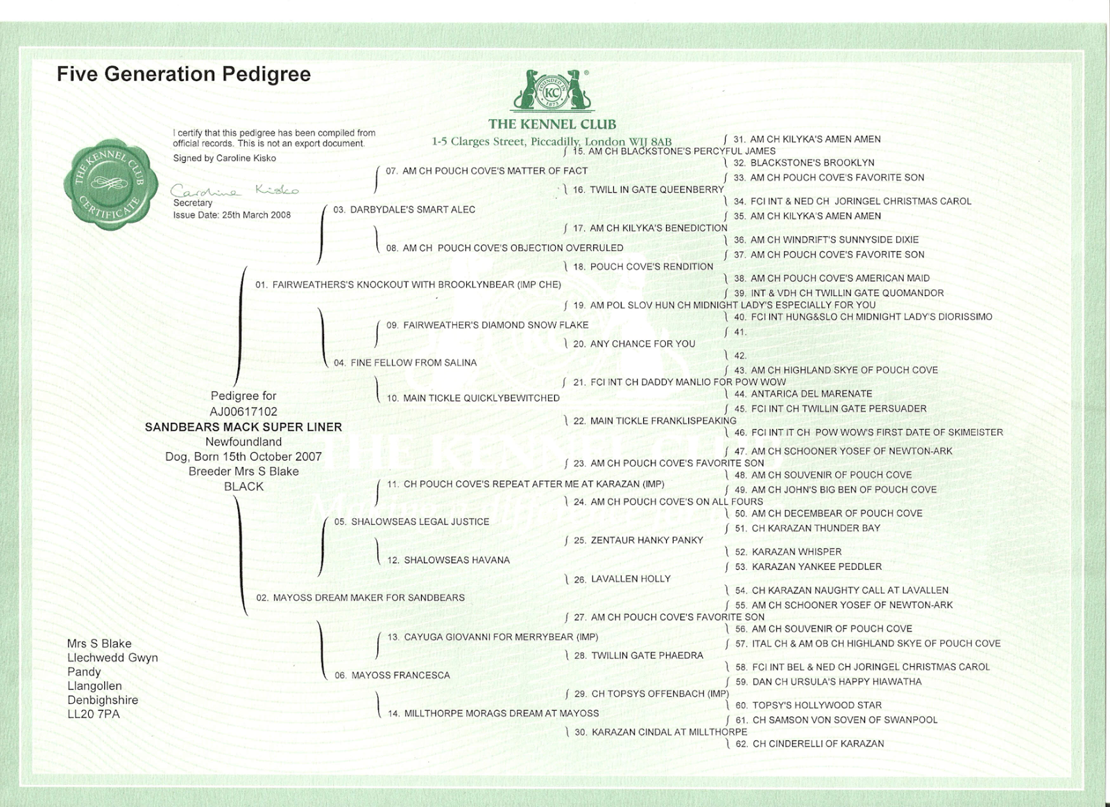 Pug puppies 2013 The Kennel Club & why it's important.