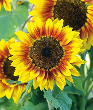 "Sunflower" Project <br> (品種: Solar Flash)