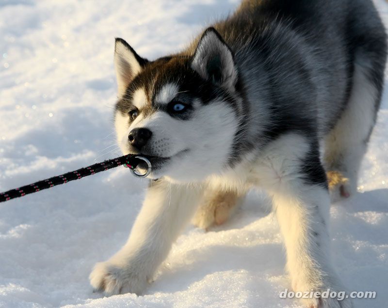 Alla Ricerca Del Siberian Husky Cucciolo Impertinente