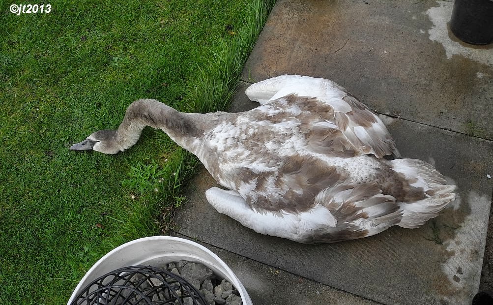 Simply Superb Swans Killed