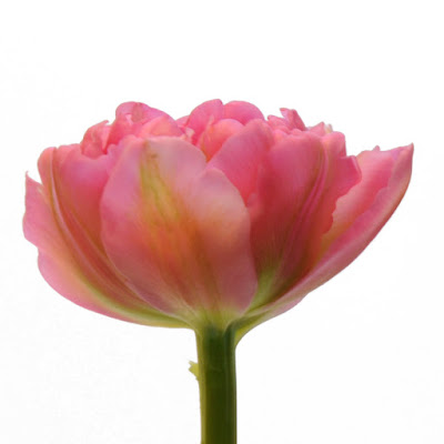 Ural Tulip