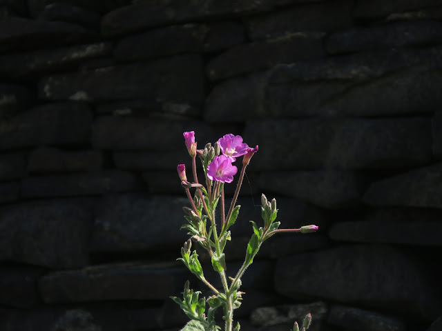 Willow Herb by black dry stone wall. July 4th 2018