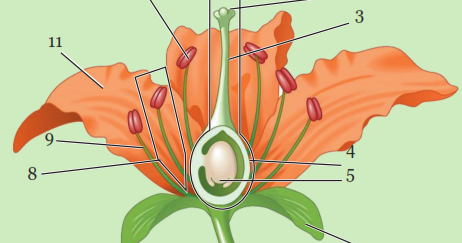 Sistem Perkembangbiakan Tumbuhan dan Hewan