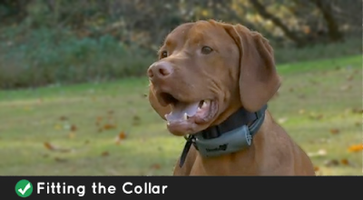 Incorporating A Vibrating Dog Collar in Your Dog Training ~ Dalmatian