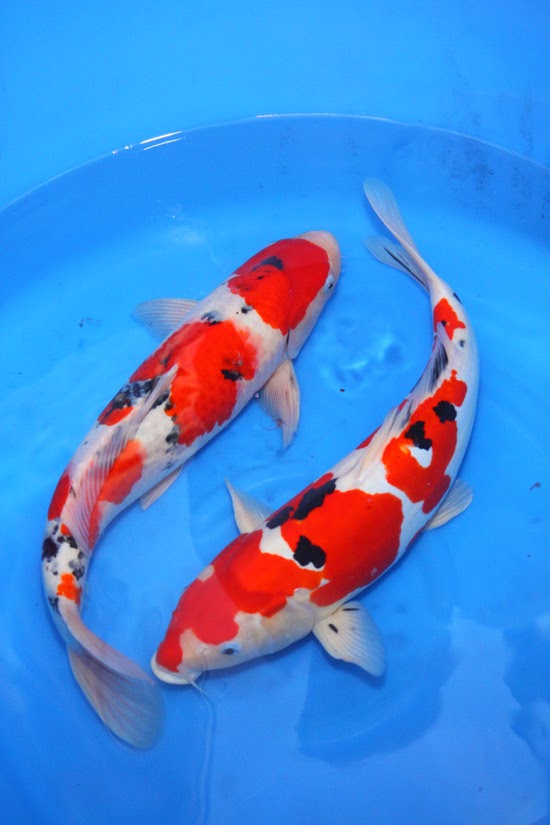 Gambar Ikan Koi Sanke - Radea