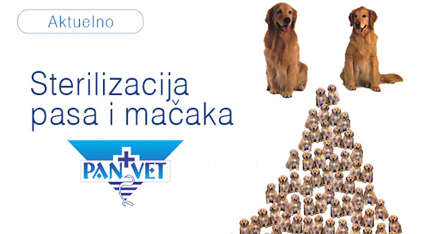 Sterilizacija pasa i mačaka Panvet veterinarska stanica Subotica