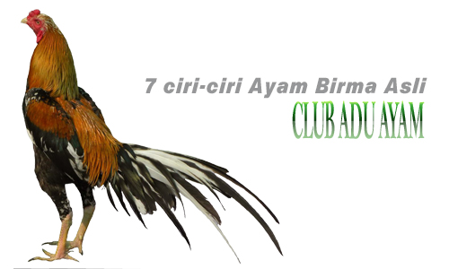7 Ciri-Ciri Ayam Birma Asli
