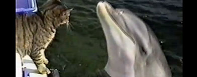Cat's amazingly cute encounter with dolphins becomes Internet sensation ...