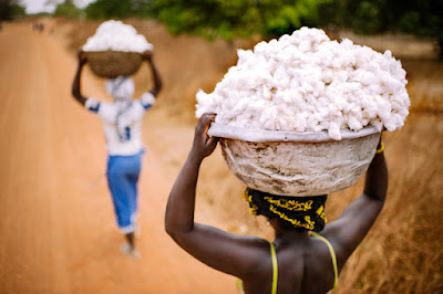 Farming cotton in Benin. Farming cotton in Benin.