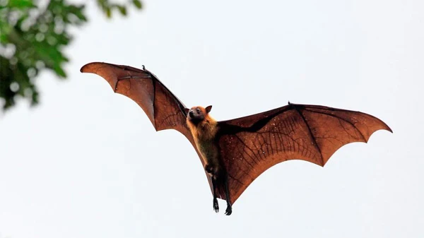 Kerala, Kozhikode, News, Trending, Health, Nipah Virus, Bat, Bat is not behind nipah virus