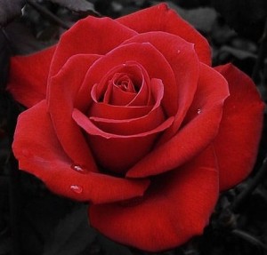 MaWar  YanG BerDuRi Rahsia Disebalik Bunga Mawar Rose  