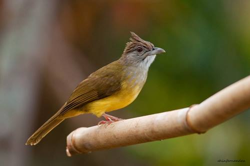 Harga Burung Cucak Jenggot Terbaru Februari 2018 Burung Jawara