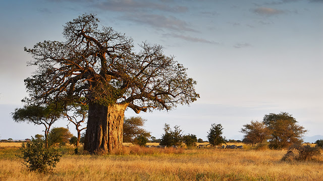 Air France - Meilleures Offres de vols vers Afrique !