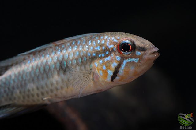 Apistogramma lineata