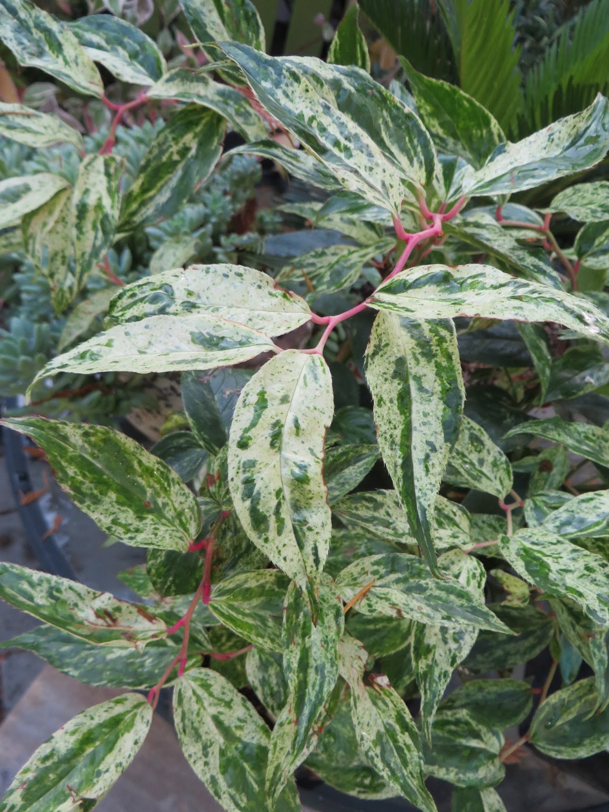 In The Garden Now Variety S The Spice Of Shoreline Area News