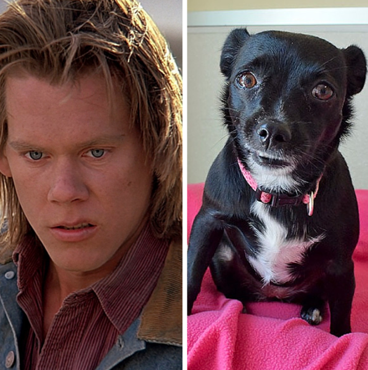 Humane Society Silicon Valley Blog Make Mine A California Brown Kevin