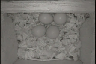 Eastern Screech Owl Eggs in Nest Box