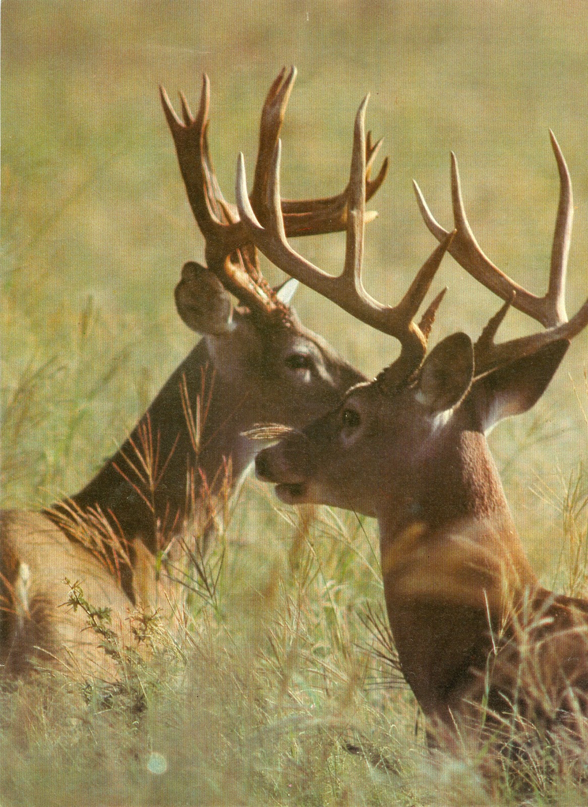 WinchesterRimfire Alabama Deer Movements