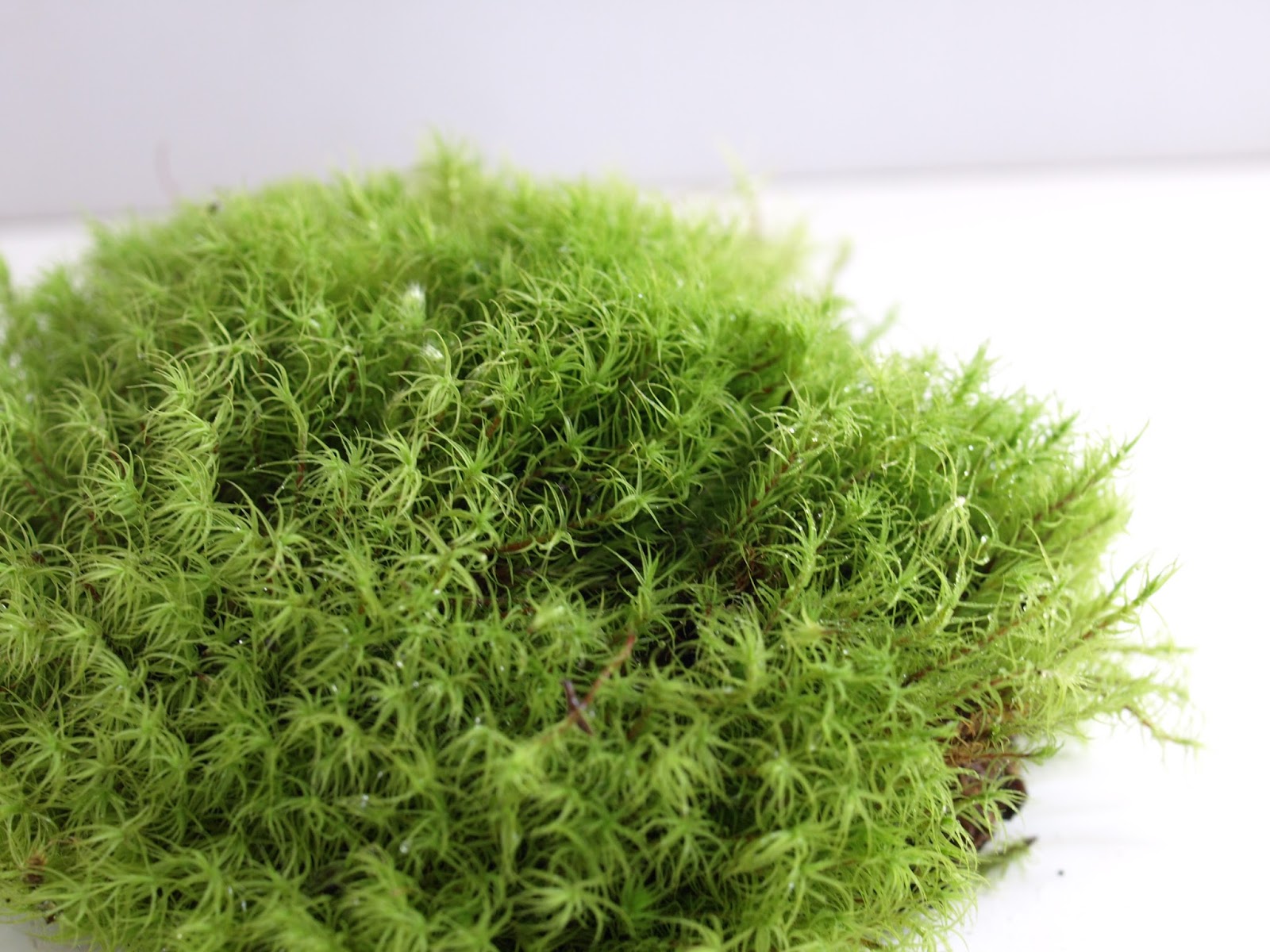 道草 Michikusa Blog 小さな苔の森 苔テラリウムの育て方 タマゴケの夏越しなどなど