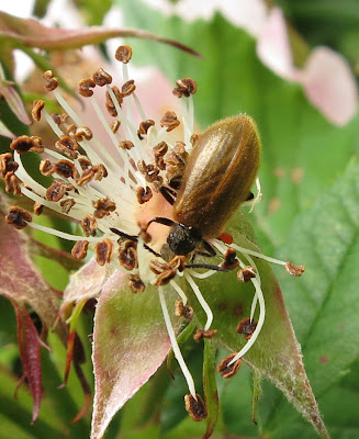 Lagria Hirta (which, I think, is also called a 'Darkling Beetle'