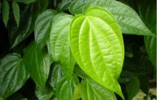 Sering Disepelekan, Ternyata Daun Sirih Punya Manfaat Ini Sering Disepelekan, Ternyata Daun Sirih Punya Manfaat Ini