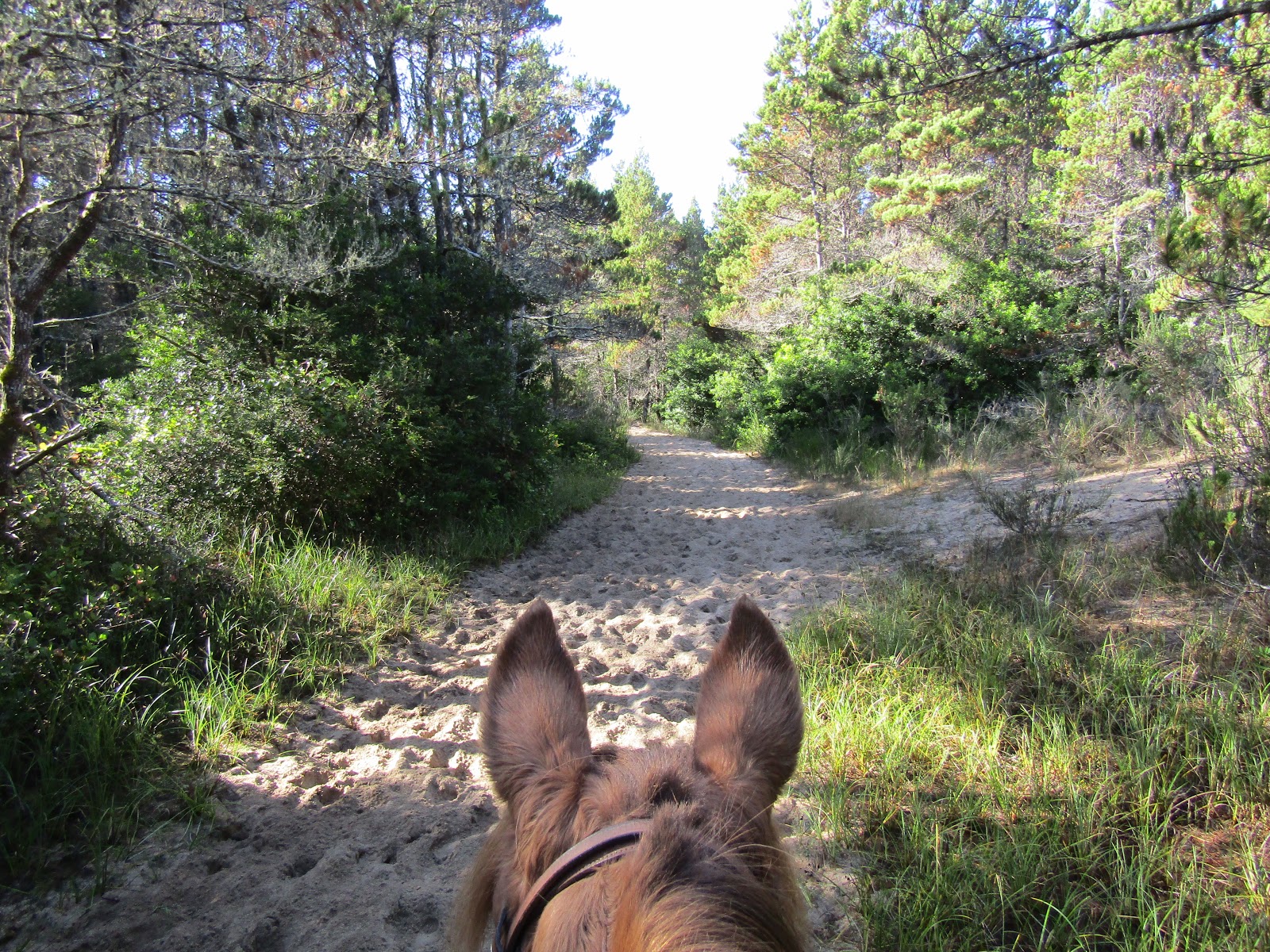 Holly S Horse Tales And Trails Wild Mare Horse Camp And The North Spit Trails Oregon