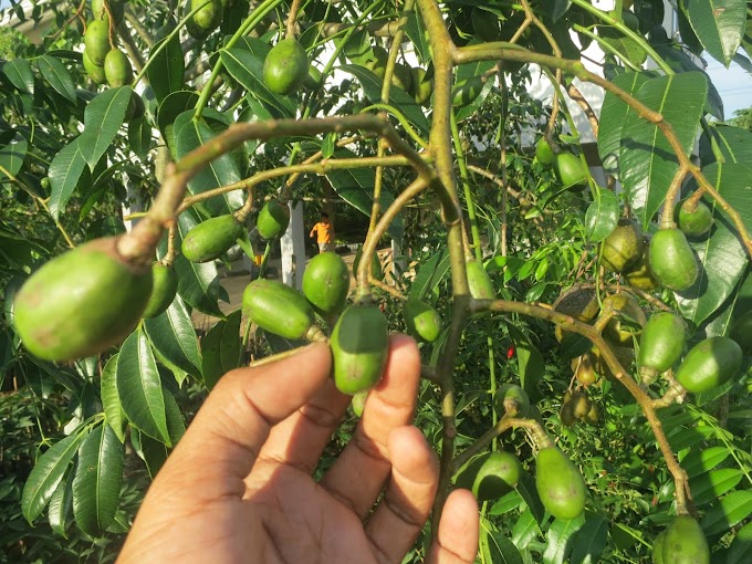 Cara Mudah Membuat Bonsai Kedondong 