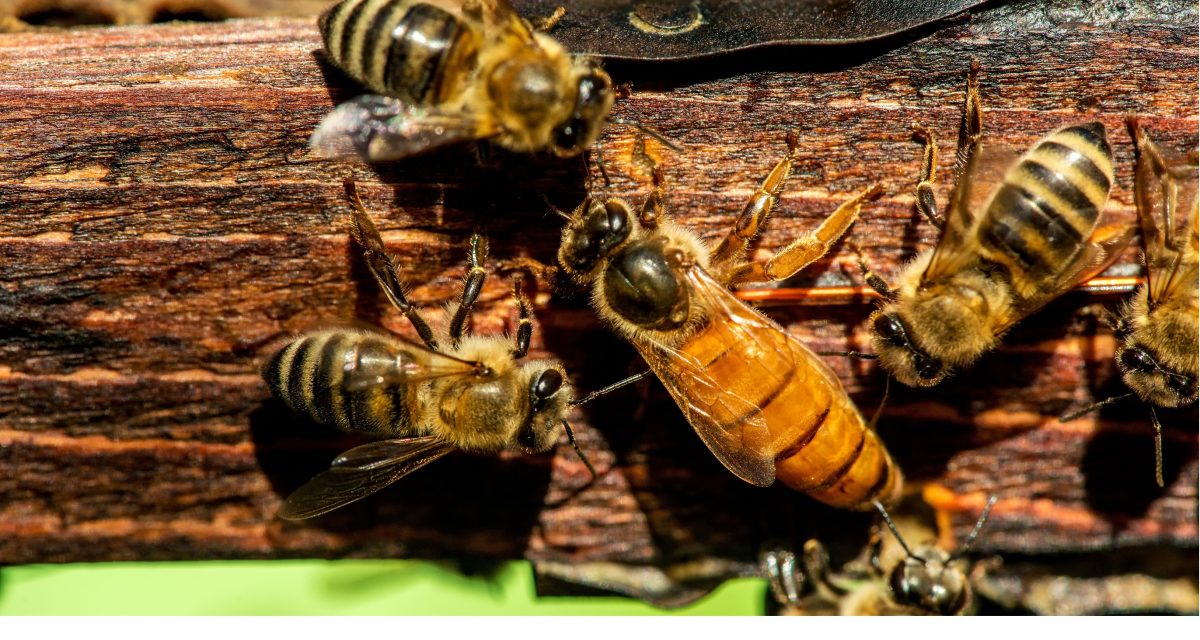 Μονή μέλισσα που χρονολογείται με διανοητικά ραντεβού Τσάνινγκ Τάτουμ πουκάμισο
