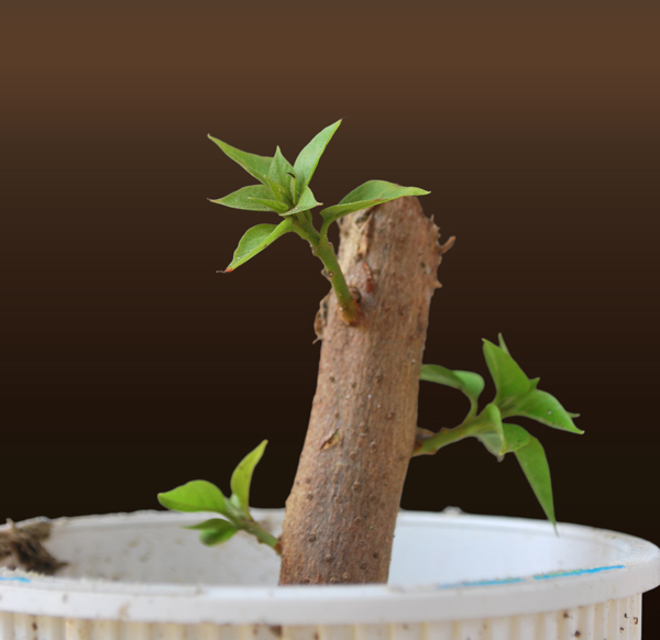 Bougainvillea Cuttings Bonsai Adventure A Guide to Bonsai Tree Care