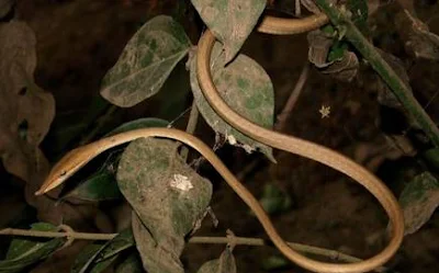  New Vine Snake species Discovered in Odisha