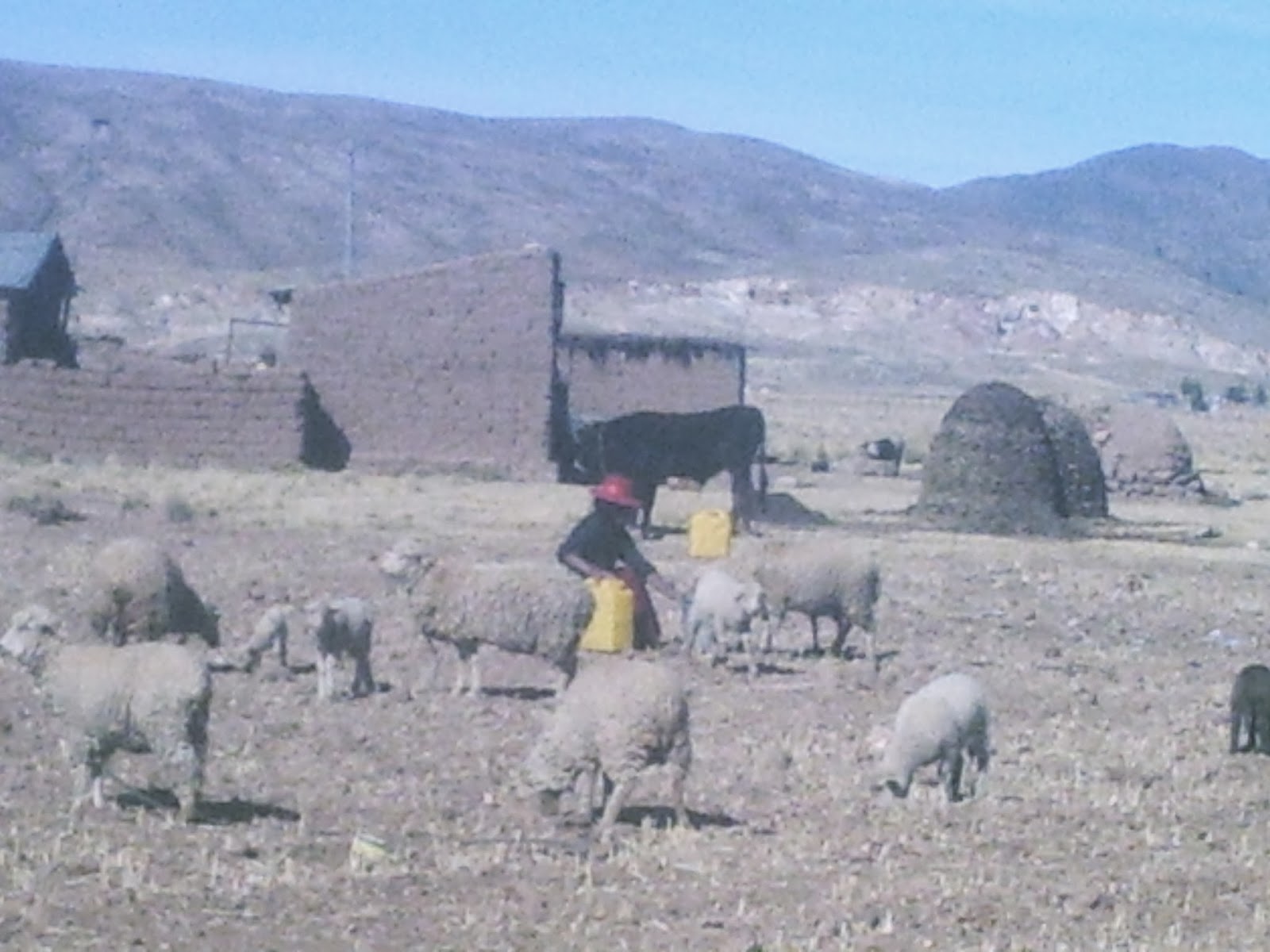 ILLA TALLERES Distrito de Caminaca Azángaro